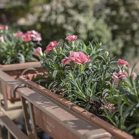 Bonelli Διαμέρισμα Σιένα