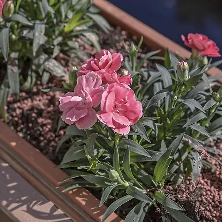 Apartment Bonelli Siena