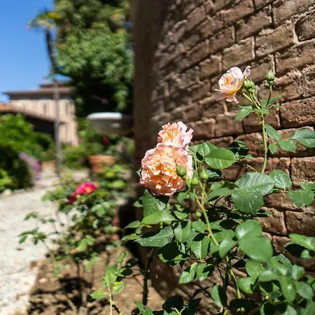 Bonelli * سيينا