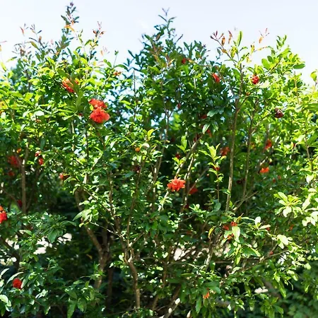 Bonelli شقة سيينا