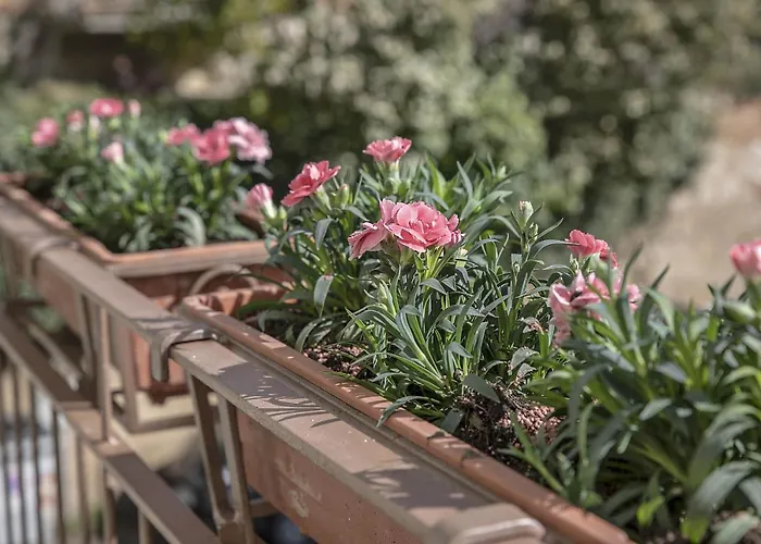 Bonelli דירה סיינה