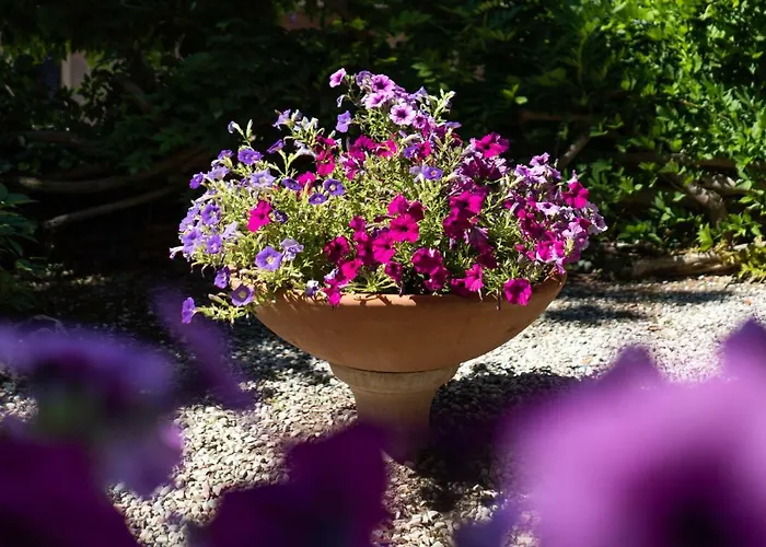 Bonelli * Сієна