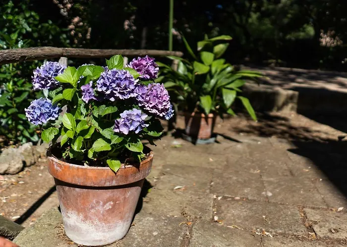 Bonelli Апартаменти *