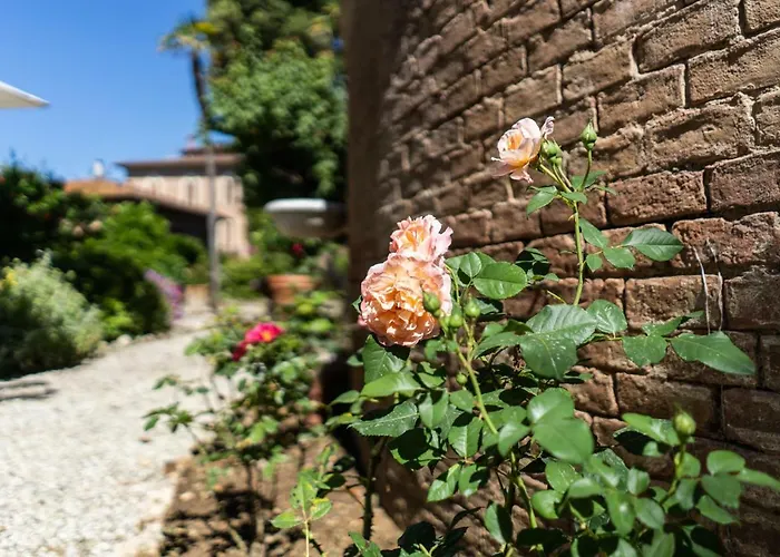 Bonelli * سيينا