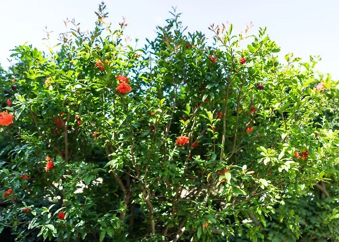 Bonelli דירה סיינה