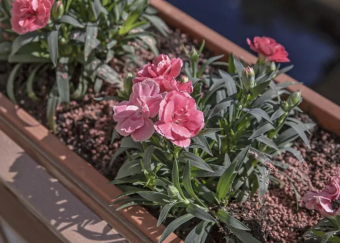 Apartamento Bonelli Siena